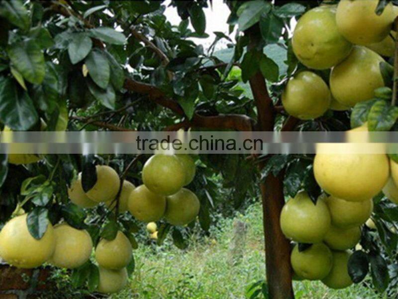 Professional fresh honey pomelo honey russia