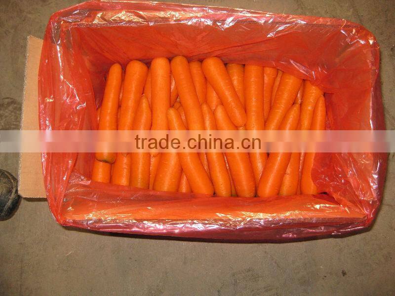 chinese Fresh Washed Carrot