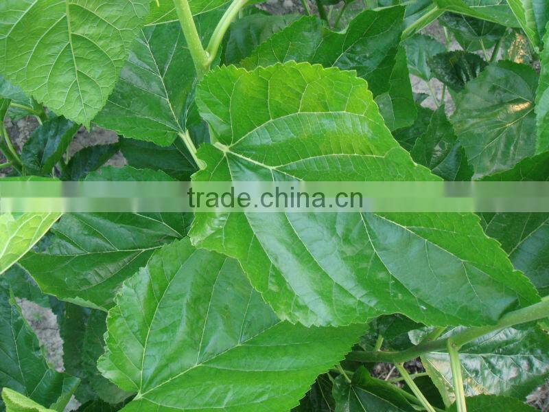 GMP Factory Supply Natural Mulberry Extract for Cosmetic