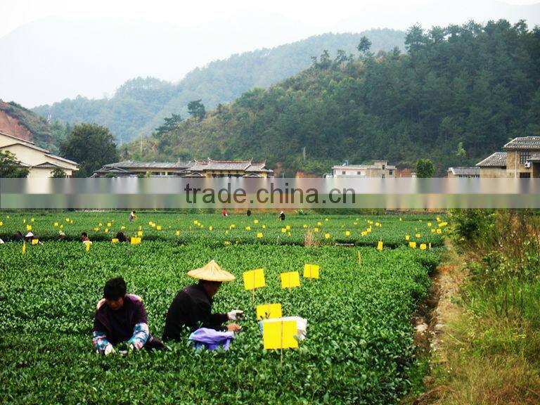 Pheromone lure of Diaphorina citri and trap set