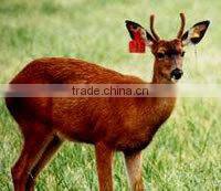 Small RFID Animal Ear Tag 13.56MHz ISO11784 Customized Logo