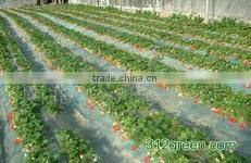 blow molding greenhouse film/mulch film