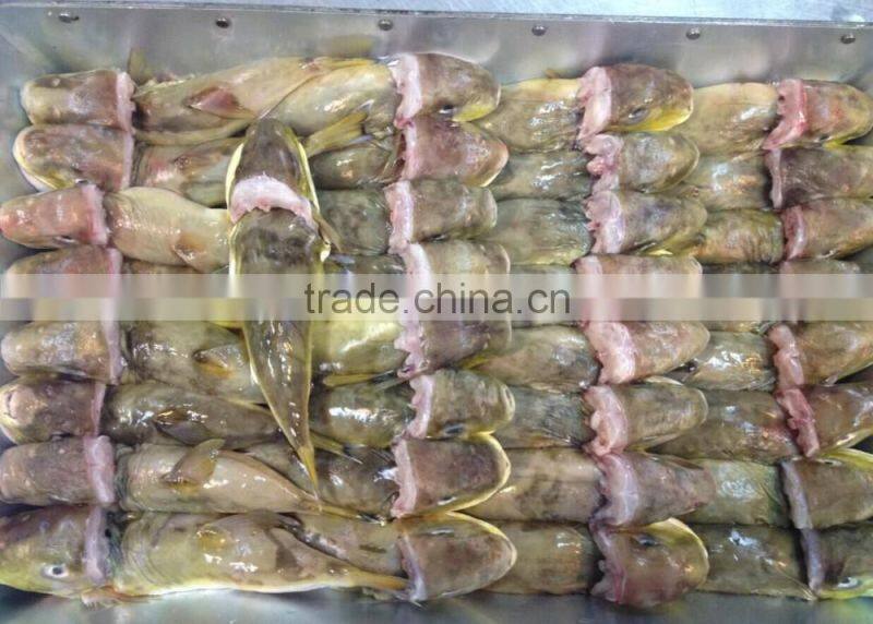 Frozen globefish/ puffer fish/ fugu fish/LAGOCEPHALUS on sale