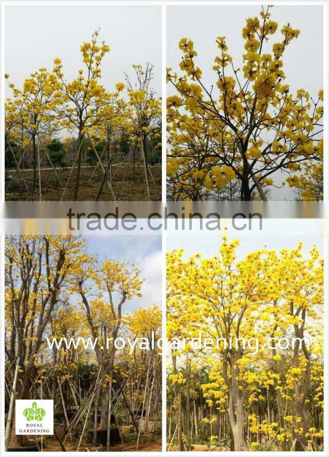 Tabebuia chrysantha dia 6-20cm