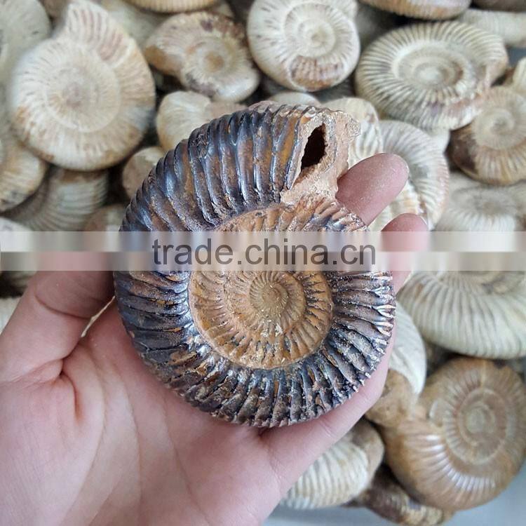 Natural Snail Fossils Ammonite Fossils for Wholesale