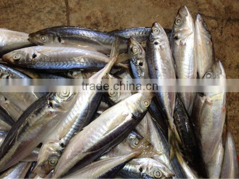 2016 Newly 16pcs/kg Light Seine Frozen Round Scad