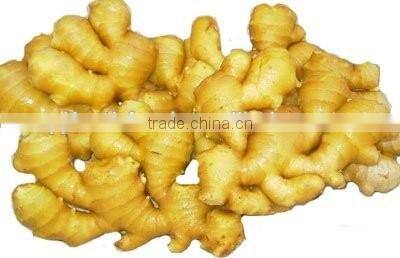 fresh ginger