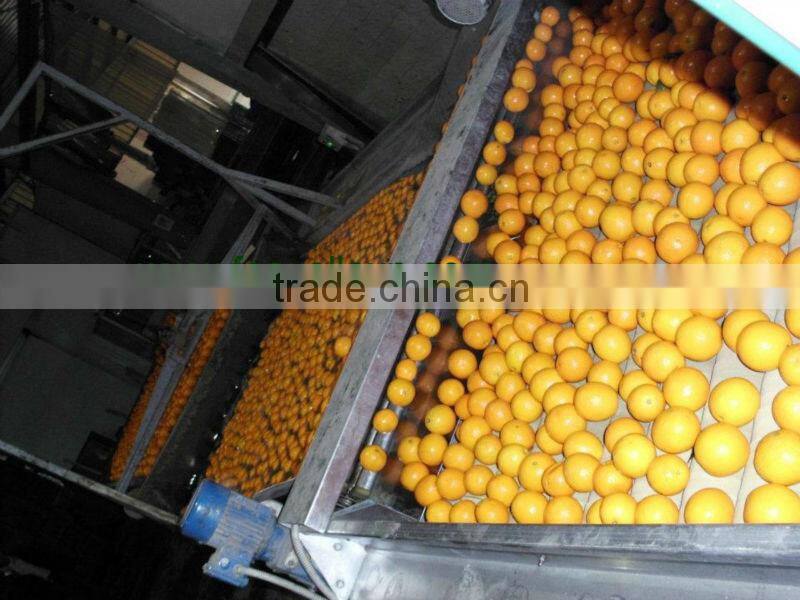Fresh orange ( Naval - Valencia )