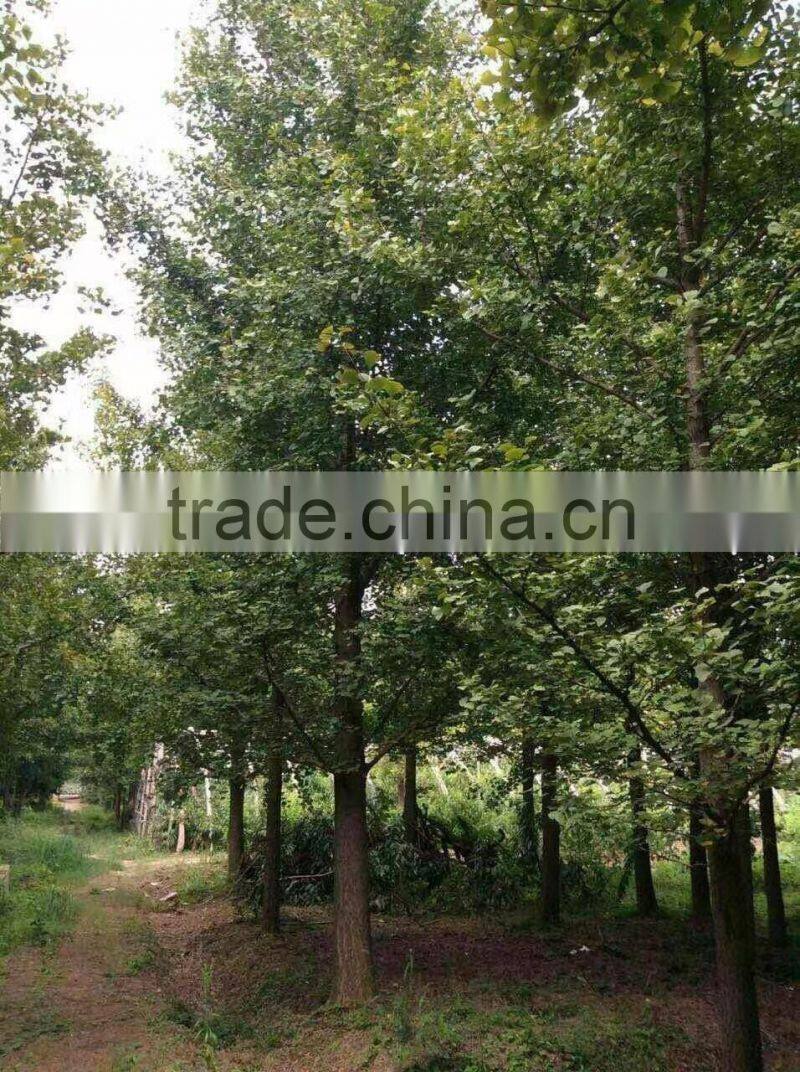 Ginkgo biloba L