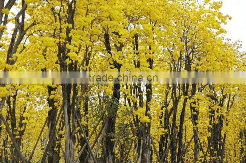 Tabebuia chrysantha