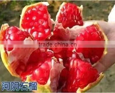 Easy survival pomegranate seedling