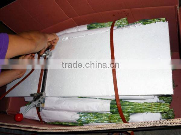 wholesale fresh cut flower of white carnation