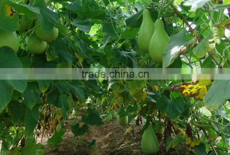 Bottle gourd short melon seeds round gourd seeds