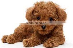 Factory Direct Wholesale Wooden Pet Product for Dog