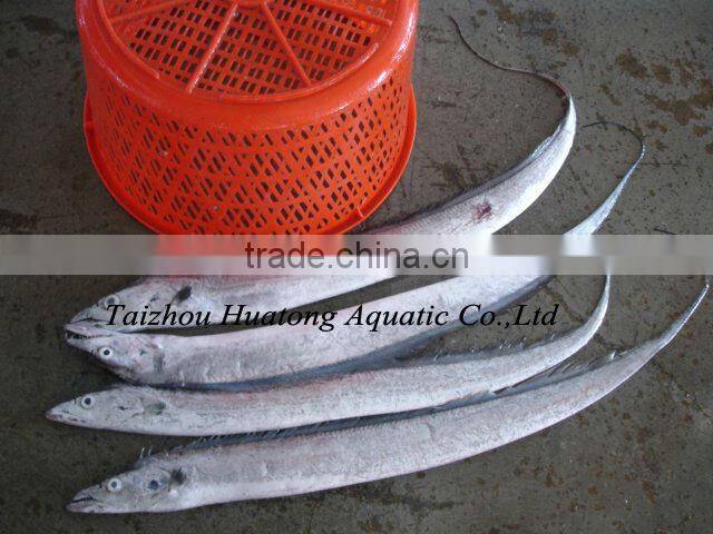 high quality A grade ribbon fish whole and round
