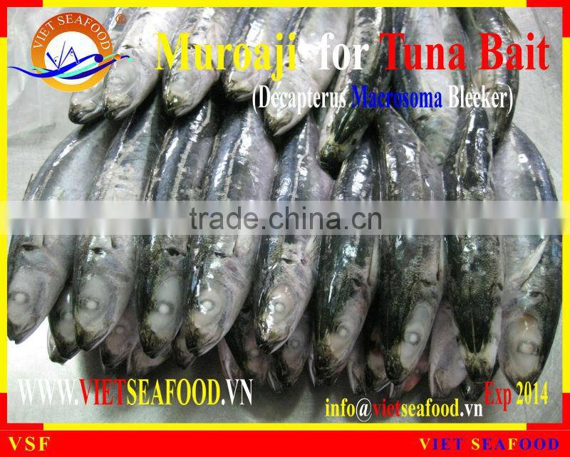 FROZEN MUROAJI FOR TUNA BAIT