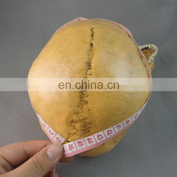 New arrival simulation halloween decorative skull FGHS-0005