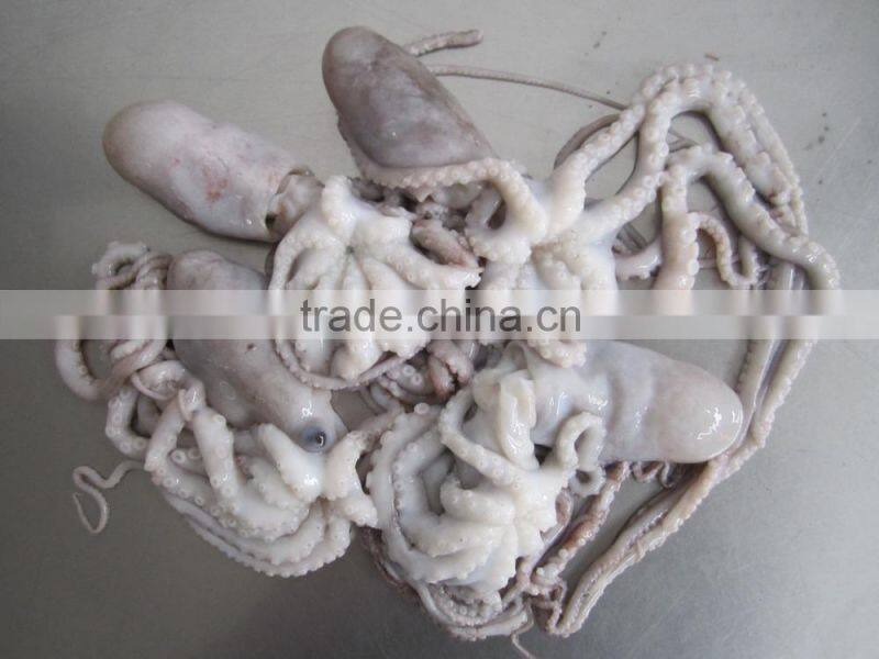 frozen octopus BQF Octopus Of Various Sizes