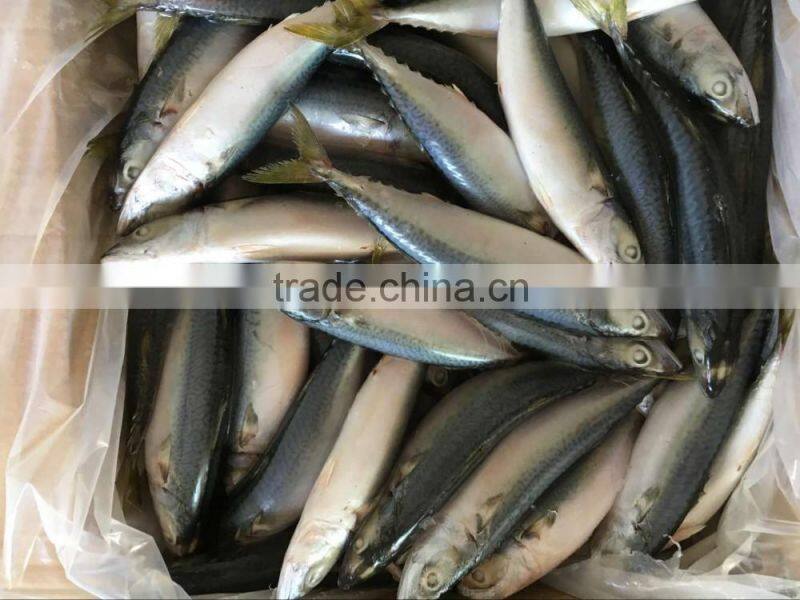 Scientific name of Pacific mackerel fish for Sale