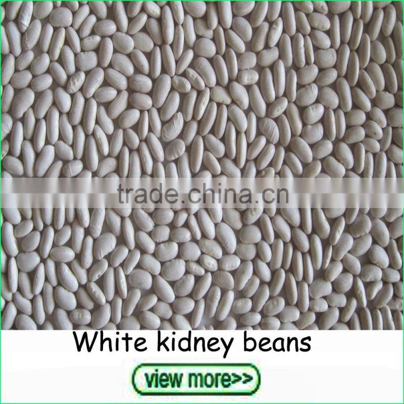 Export Grade Shine Skin Pumpkin Seeds in Bulk
