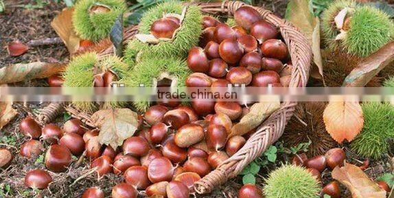 frozen peeled chestnut