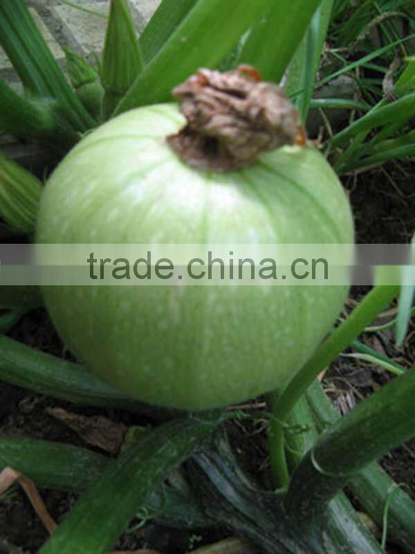MSQ072 Yuan round shape light green f1 hybrid squash seeds company