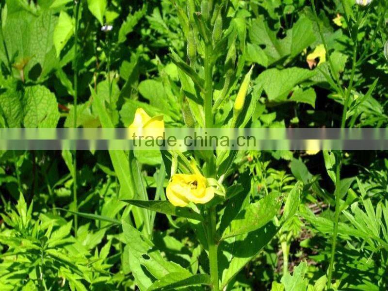 Organic GMO free evening primrose oil(EPO) Refined