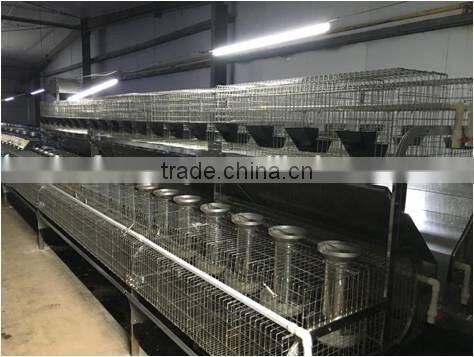 cages rabbit the new rabbit cage equipment