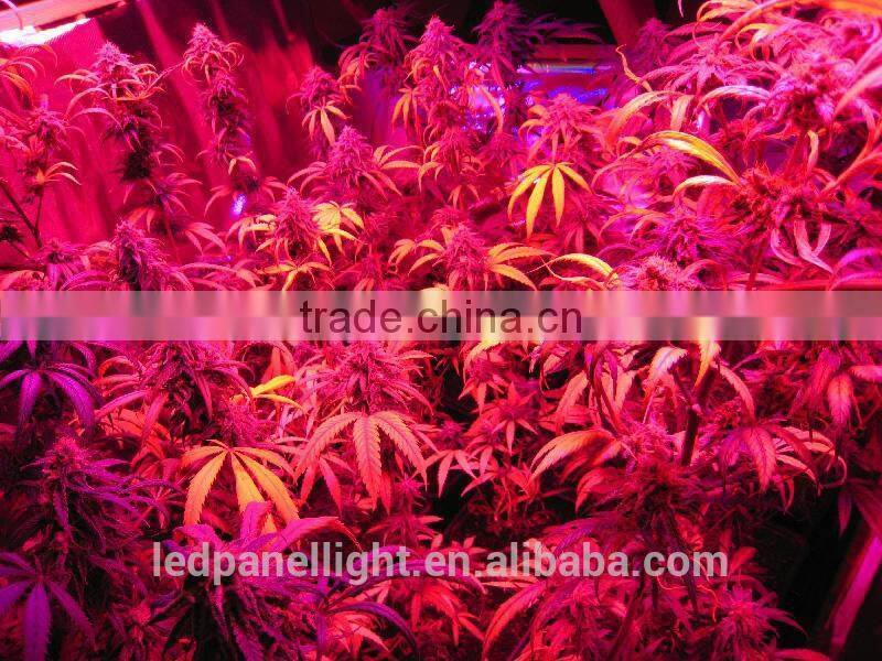 Best Led Grow Lights For Indoor Plants 300w Grow Light Led Cob For Orchid