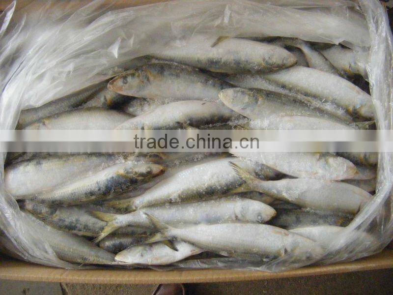 frozen whole round sardine