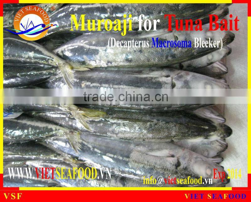FROZEN MUROAJI FOR TUNA BAIT