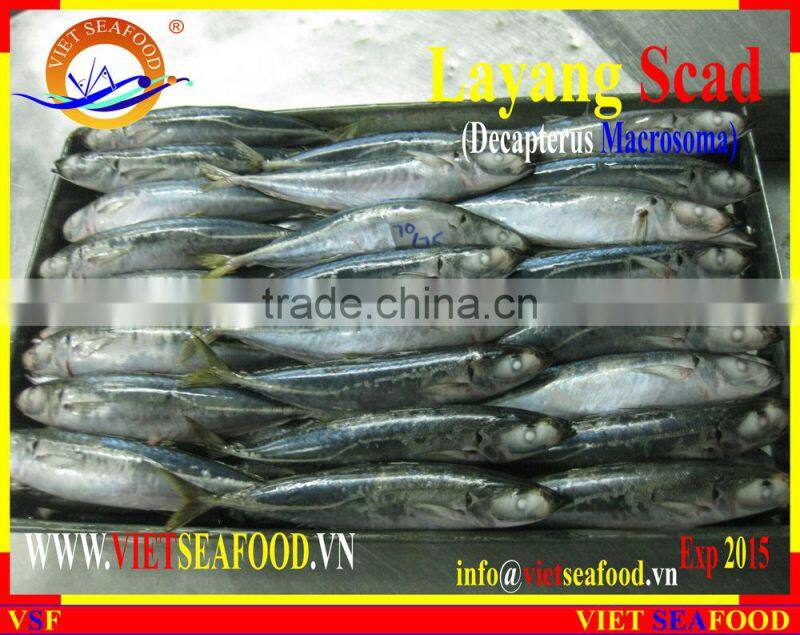 FROZEN LAYANG SCAD (MUROAJI) WHOLE ROUND