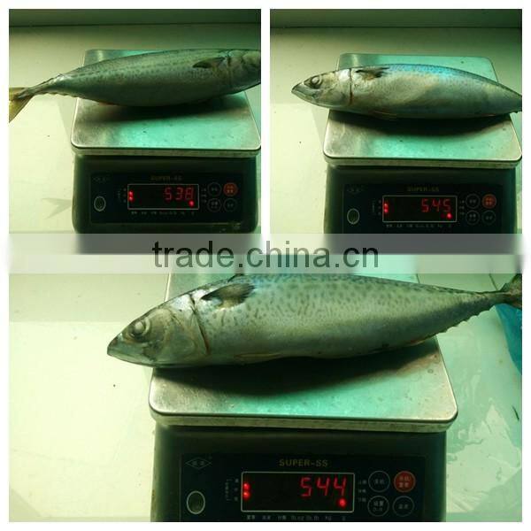 frozen mackerel fish whole round for sale and for canned