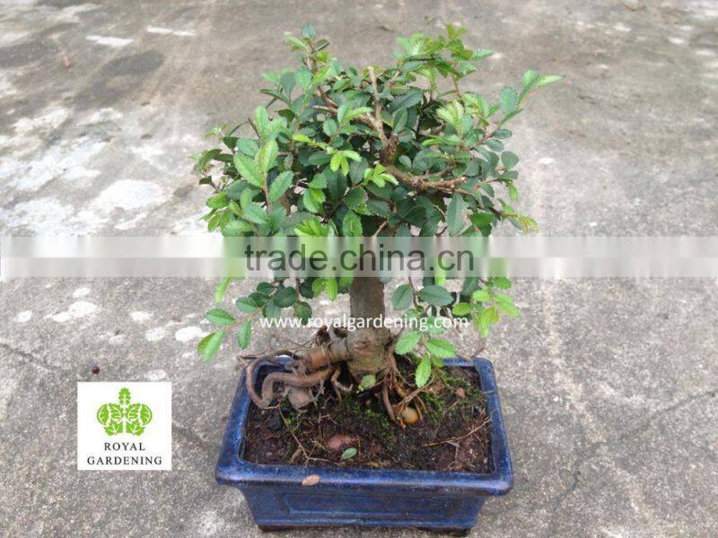 Ulmus ( Chinese Elm) bonsai tree S shape