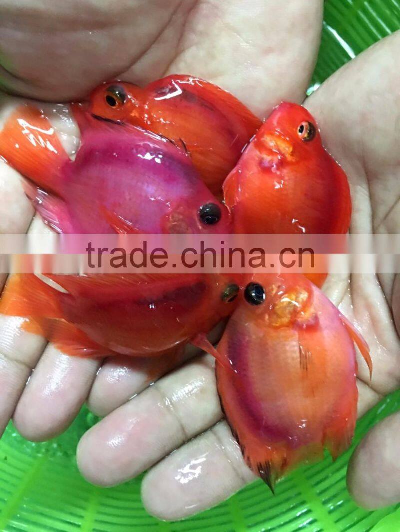 Red parrot cichlid aquarium fish from Thailand exporter