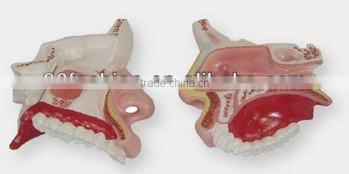 Nurse Training Doll(female)