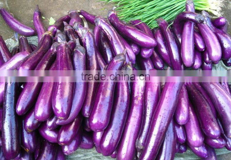 Linong eggplant seeds for plant,sale seeds