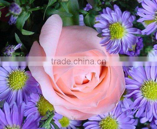 Better EC100 Essential Oil Maker On Sale