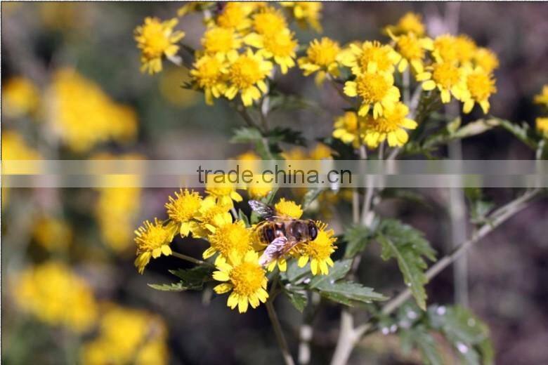 HST 100 Essential Sunflower Oil solvent Extractor