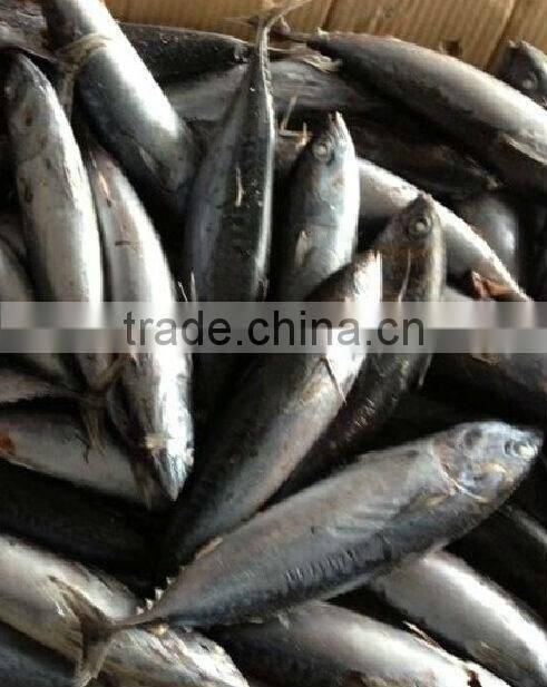 wholesale bonito tuna from China