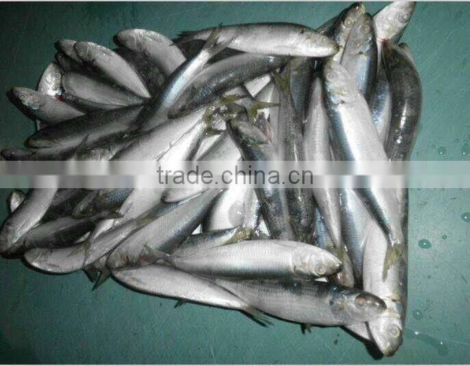 Sardinella Aurita for bait frozen Sardines