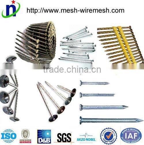 Best quality 2" Common Nails/sqaure boat nails/sailor nails