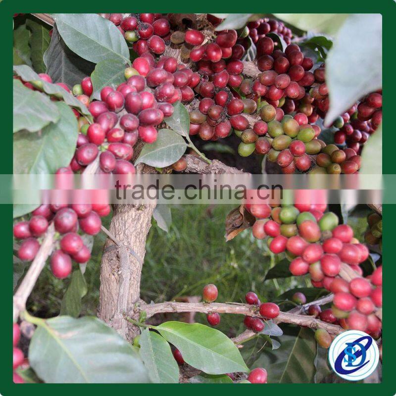 Natural Processed Coffee Green Beans from Laos