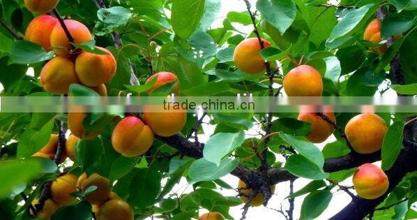 better fresh canned apricot half