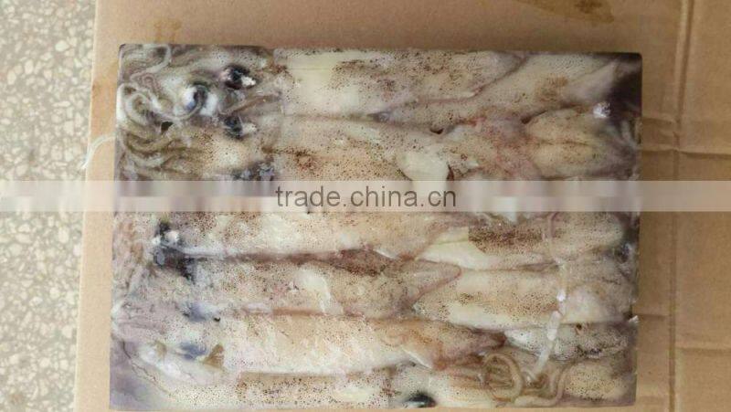 frozen whole round squid