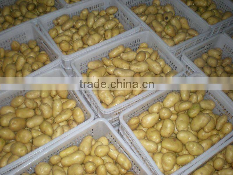 Selling Chinese fresh potato yellow