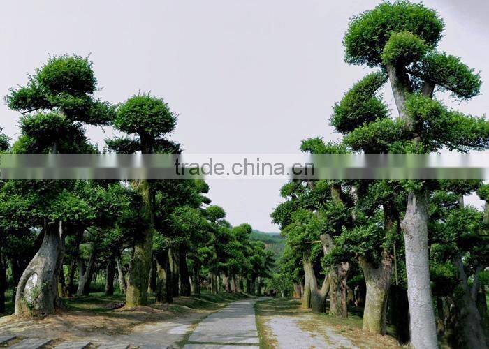 Outdoor plant Ulmus pumila seedling