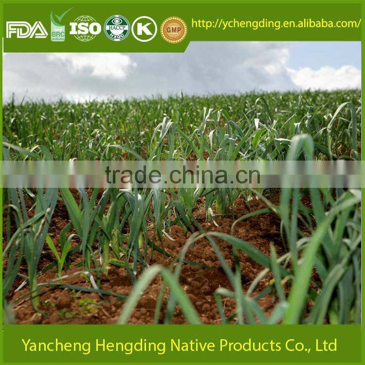 Best price selling of Dehydrated Leek/New harvested vegetables healthy and natural fresh Leek