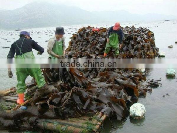 Dried Sea Vegetable Kelp( Laminaria Japonica)Seaweed Raw Materials for Sale