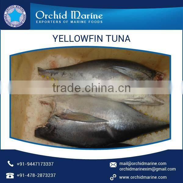 Frozen Big Size Yellowfin Tuna Available from Indian Supplier